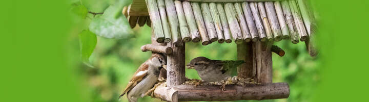 vogelhaus kategorieeinstiegsbanner vogelhaus kategorieeinstiegsbanner